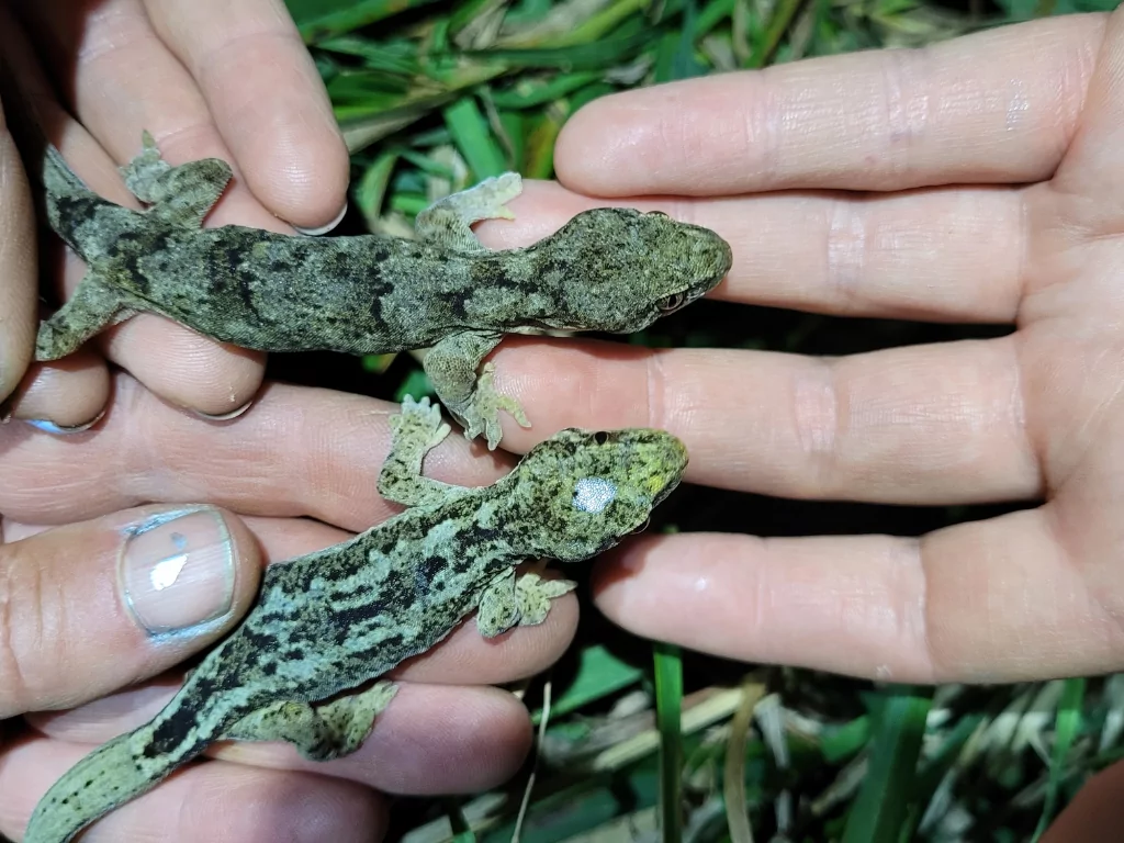 Source: Department of Conservation