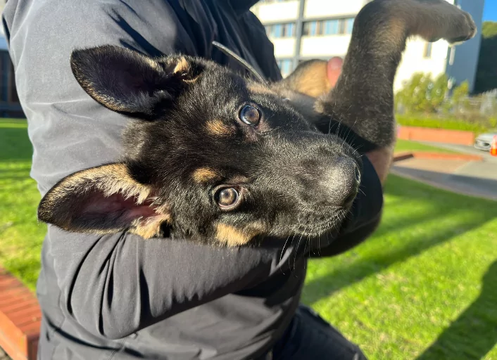 Christchurch welcomes new police dog team as fresh recruits graduate in Trentham