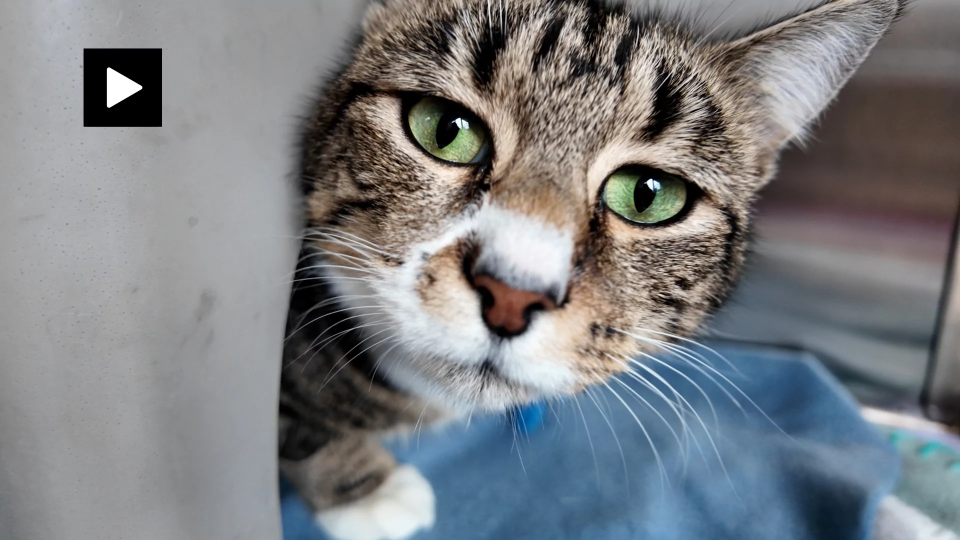 Peggy the cat is pure love on three legs
