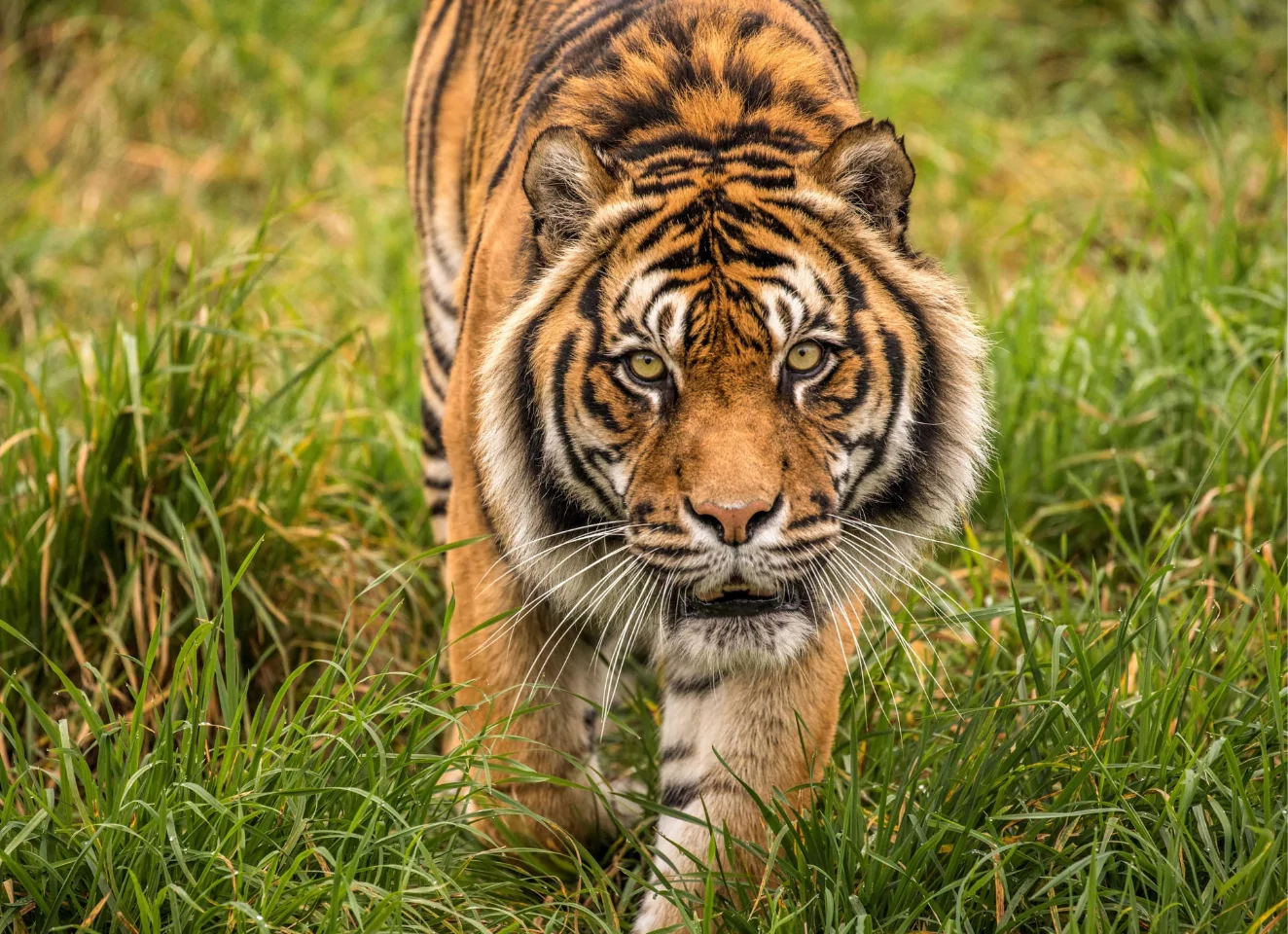 Orana Wildlife Park invites public to help shape its future