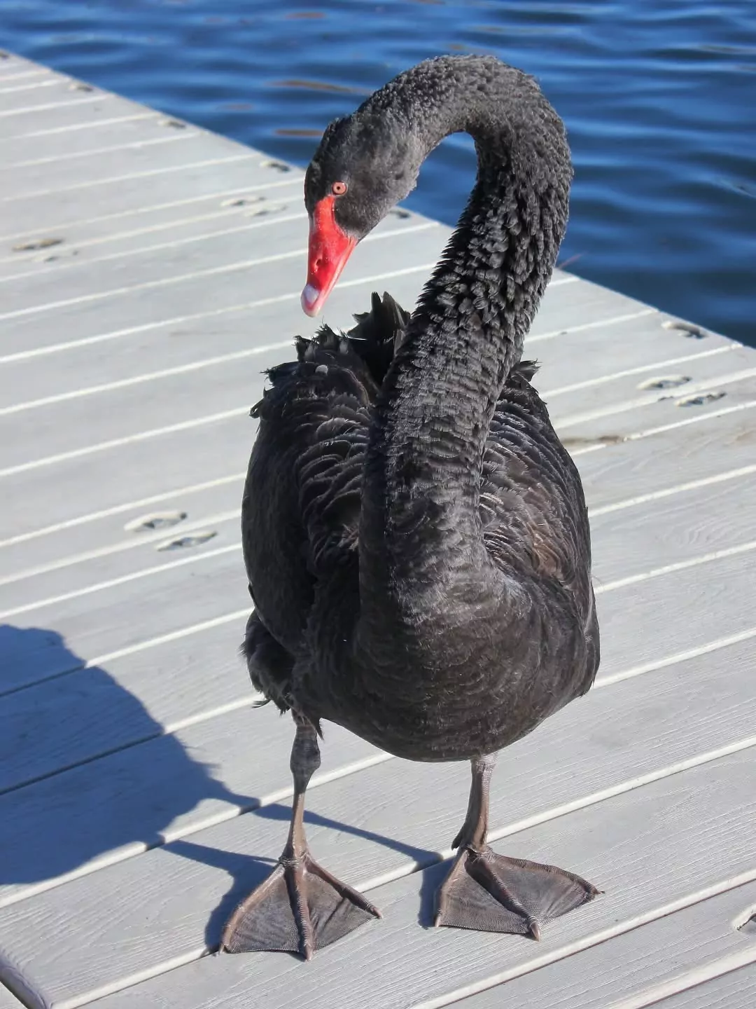 Black swan shot with arrow returns to the wild after lifesaving surgery