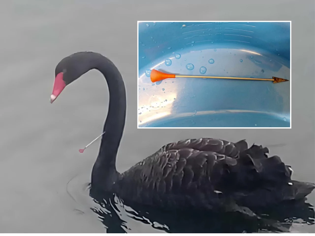 Black swan seriously injured after being shot with arrow on Avon River