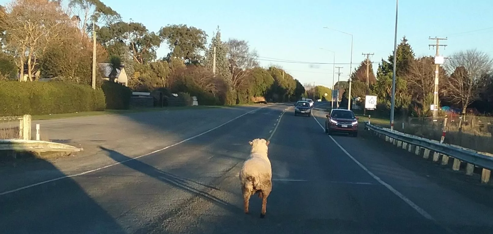 Wandering animals on South Island roads prompt safety warning