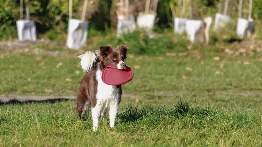 Community Board to consider major changes to Halswell Quarry dog exercise area