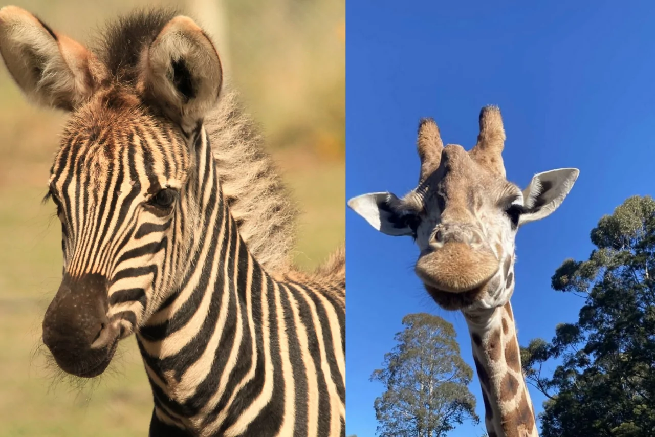Orana Wildlife Park team devastated by loss of giraffe and zebra foal