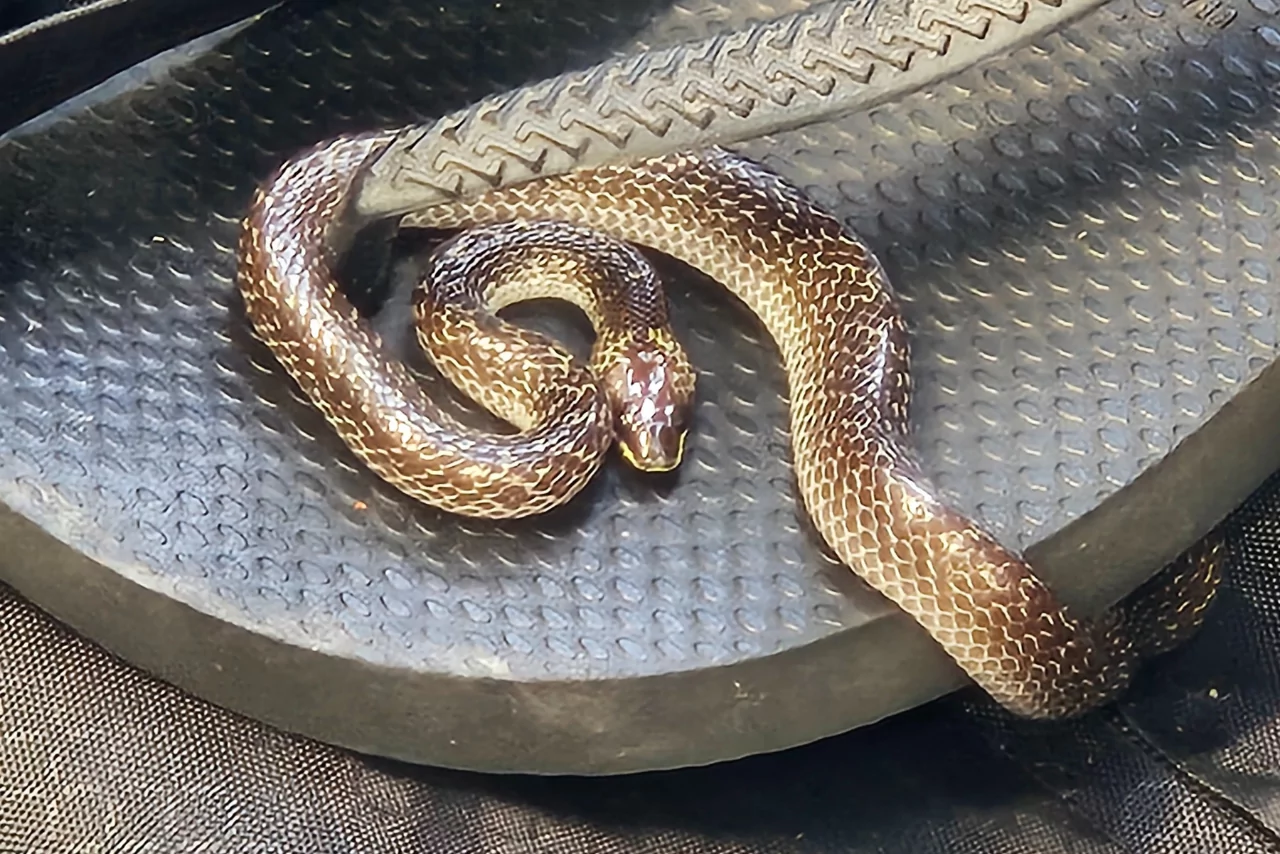 BREAKING: Live snake found in Christchurch traveller’s luggage after Bali trip