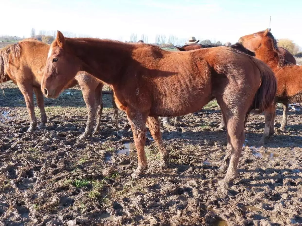Ashburton man sentenced after 12 horses found starving in poor conditions