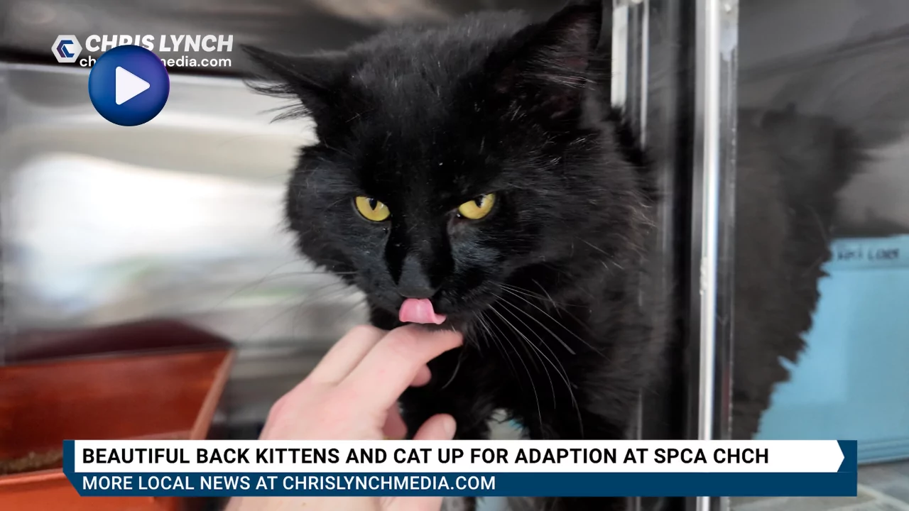 SPCA calls for loving homes for affectionate black cats in Christchurch