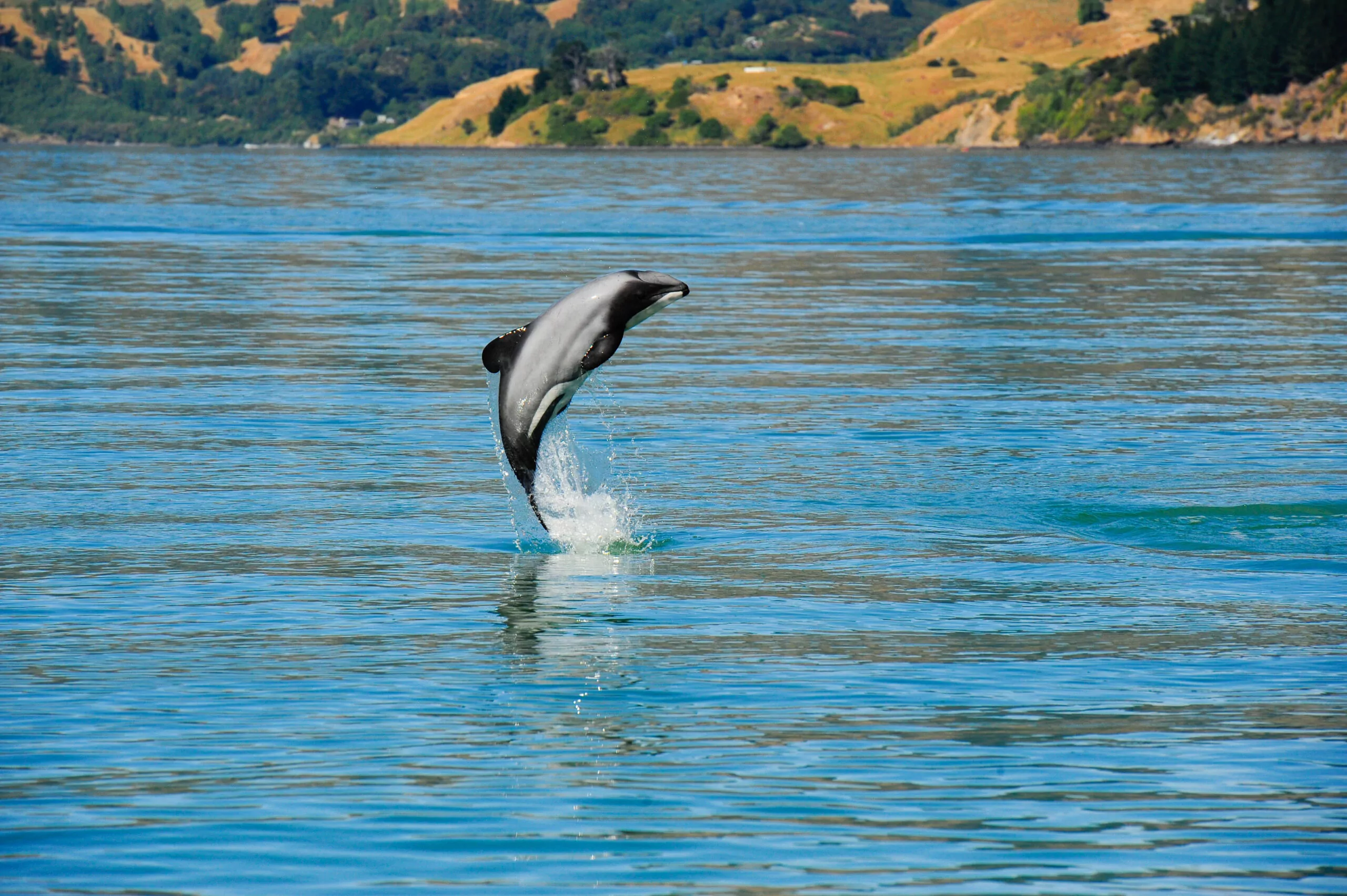 New limits set to protect Akaroa’s Hector’s Dolphins