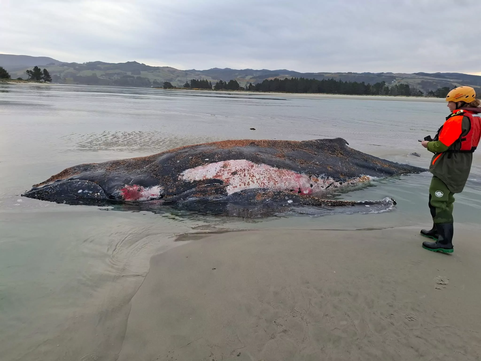 Stranded humpback whale found dead on Beach