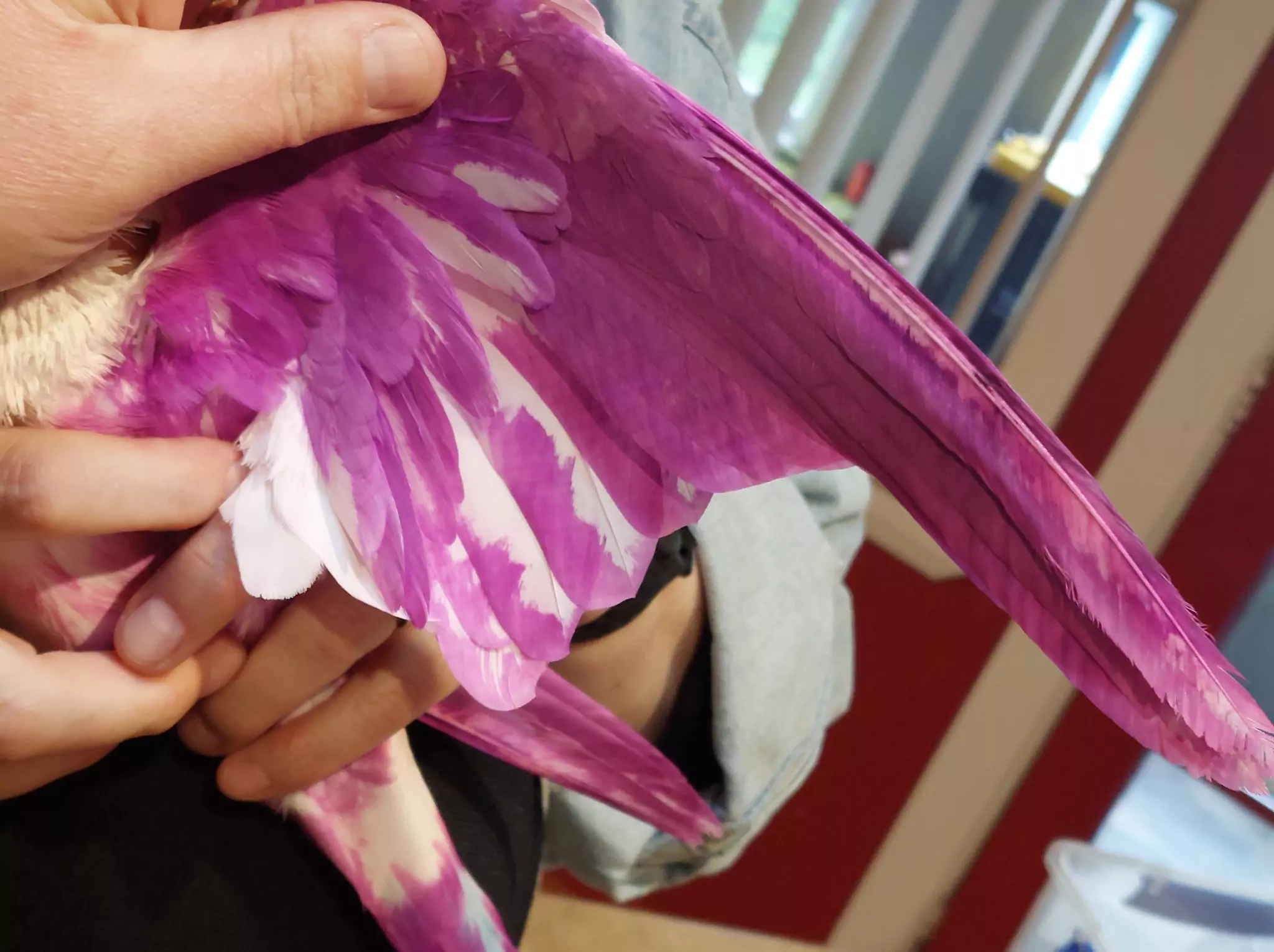 Rescued pigeon dyed for gender reveal party found severely injured