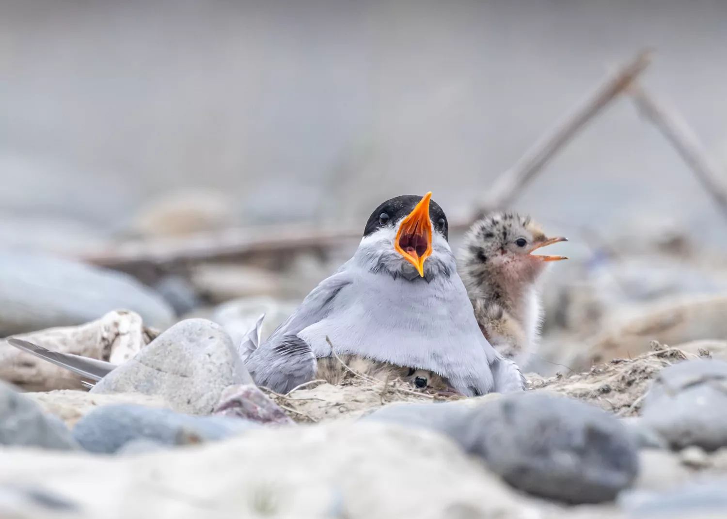 Public urged to help protect Canterbury’s endangered braided river birds