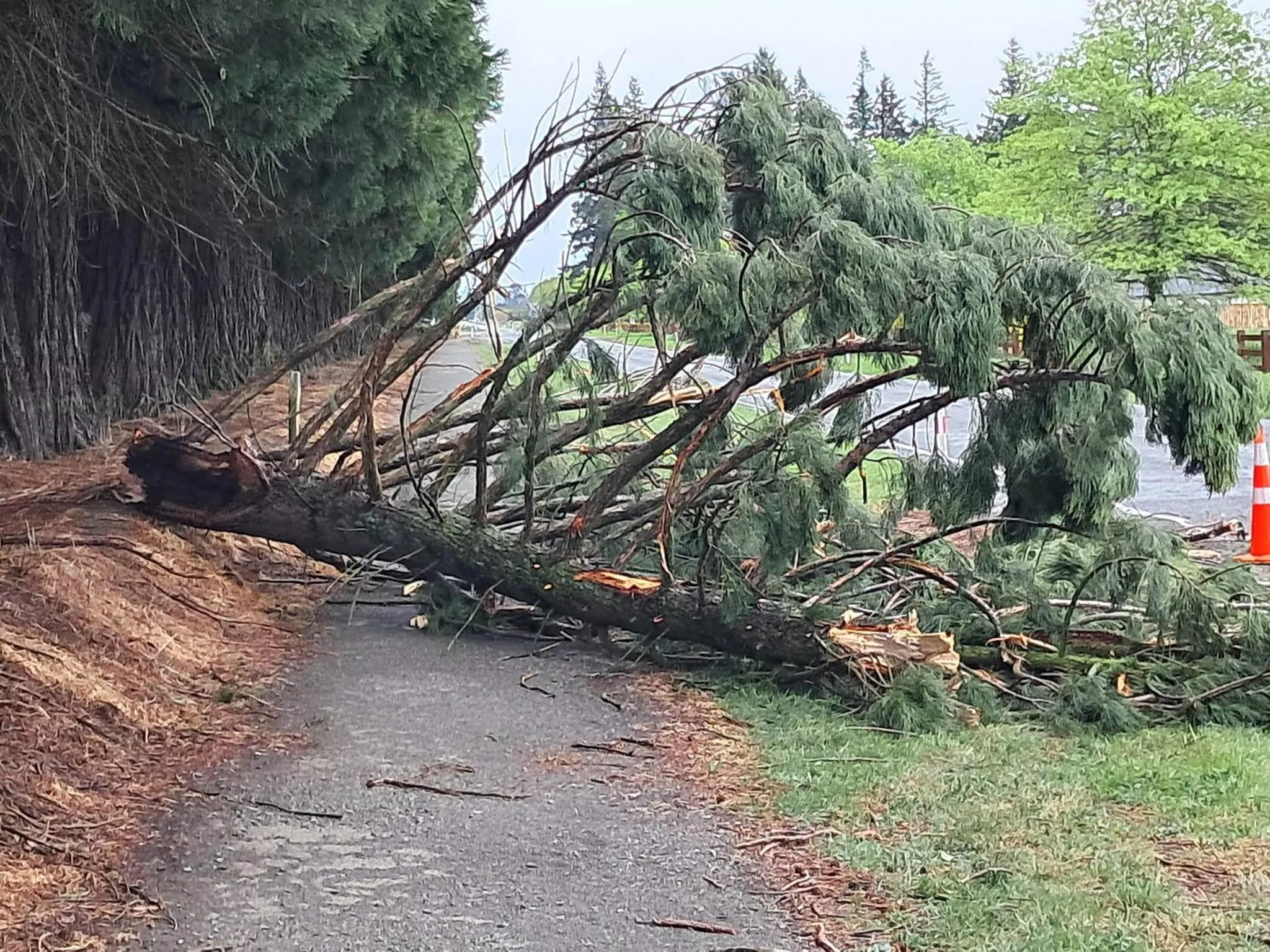 Power cuts across Canterbury as fierce winds batter the region