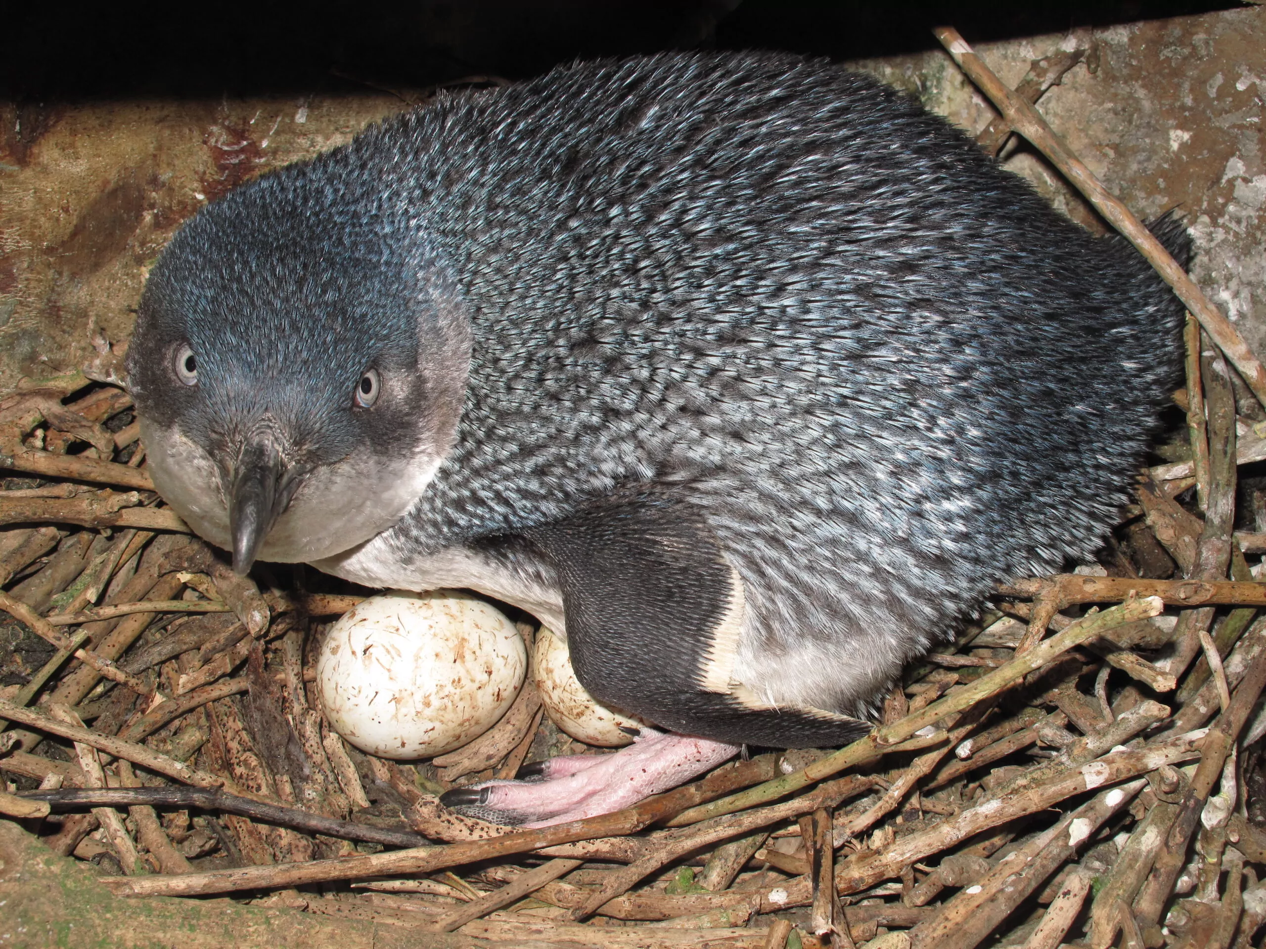 DOC appeals for public help after death of little blue penguin