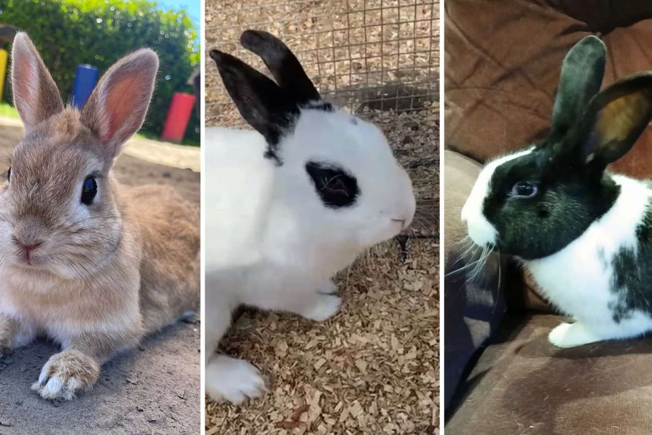 Thieves break into Christchurch farm, stealing beloved rabbits