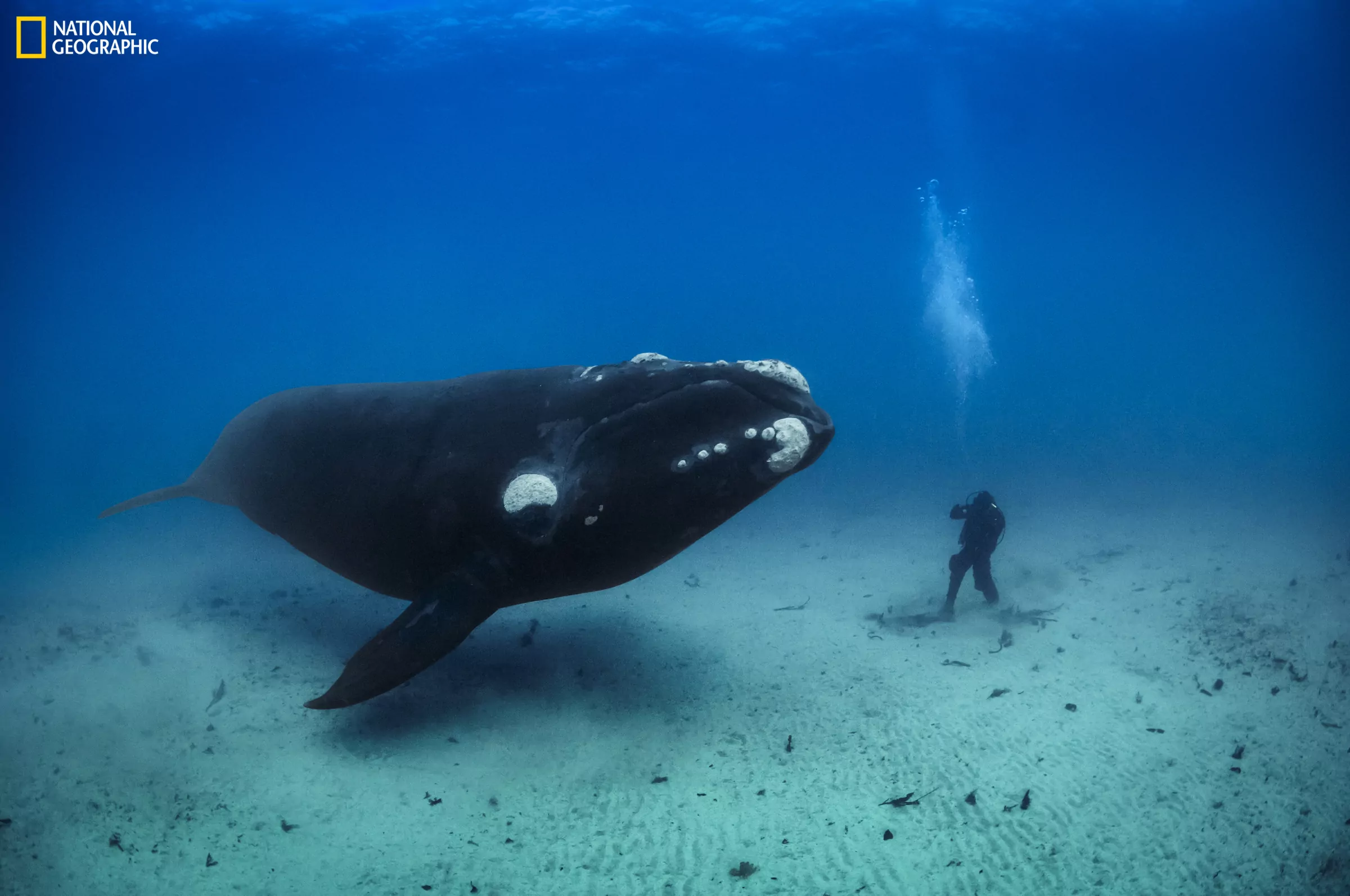 National Geographic wildlife exhibition opens at Orana Wildlife Park