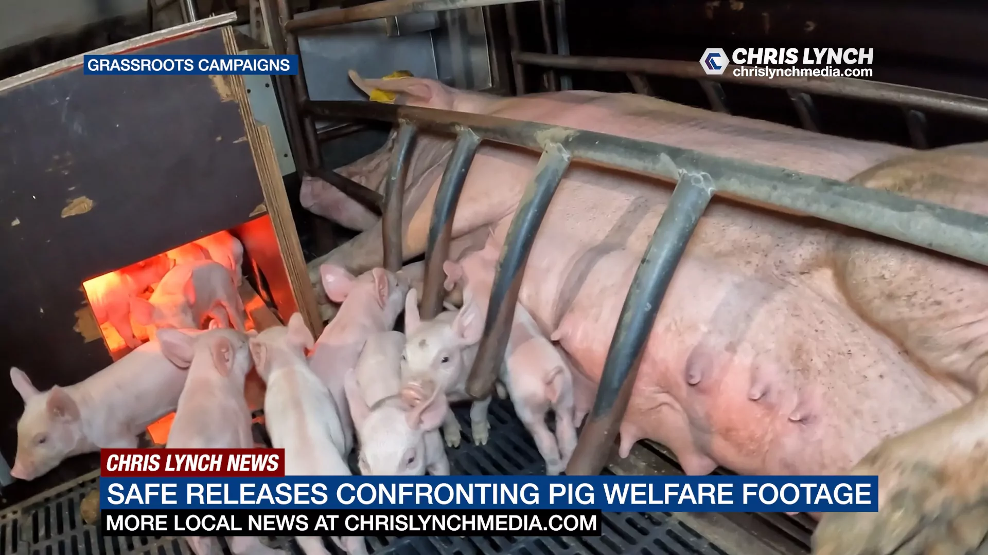 New footage reveals cruelty at piggery as MPs consider crate bill