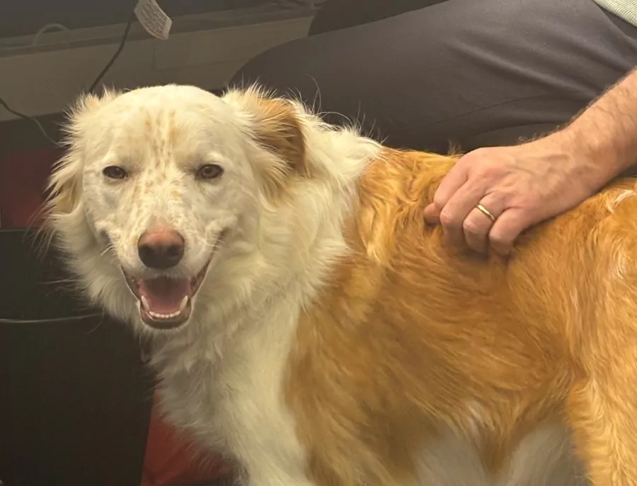 Much loved Addington train station dog missing in South New Brighton