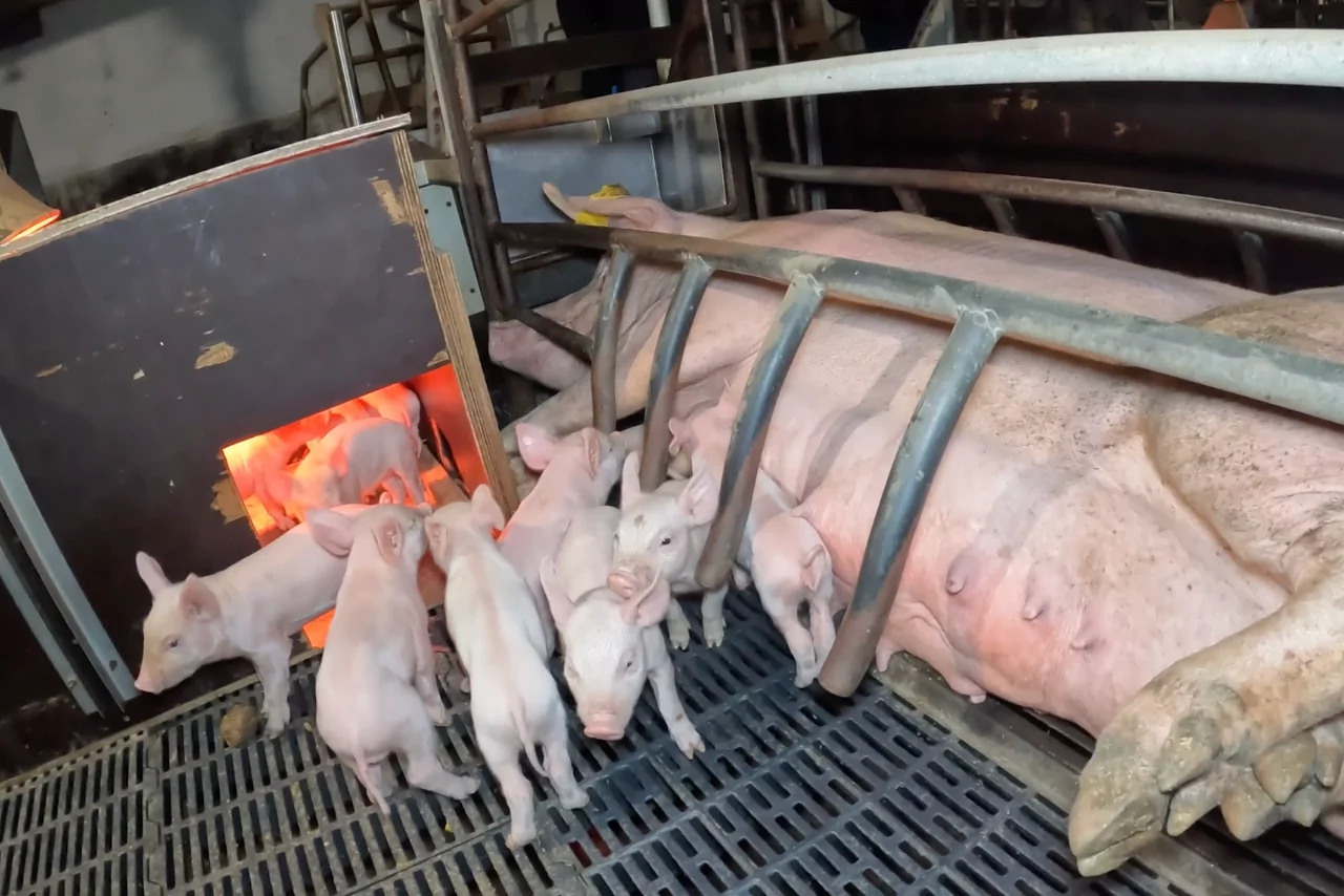 New footage reveals cruelty at piggery as MPs consider crate bill