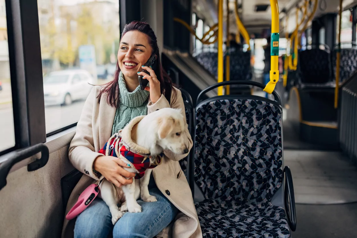 Small pets to be allowed on public transport in Greater Christchurch from December