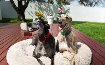 The fight is not over: Have Your Say to End Greyhound Racing in New Zealand