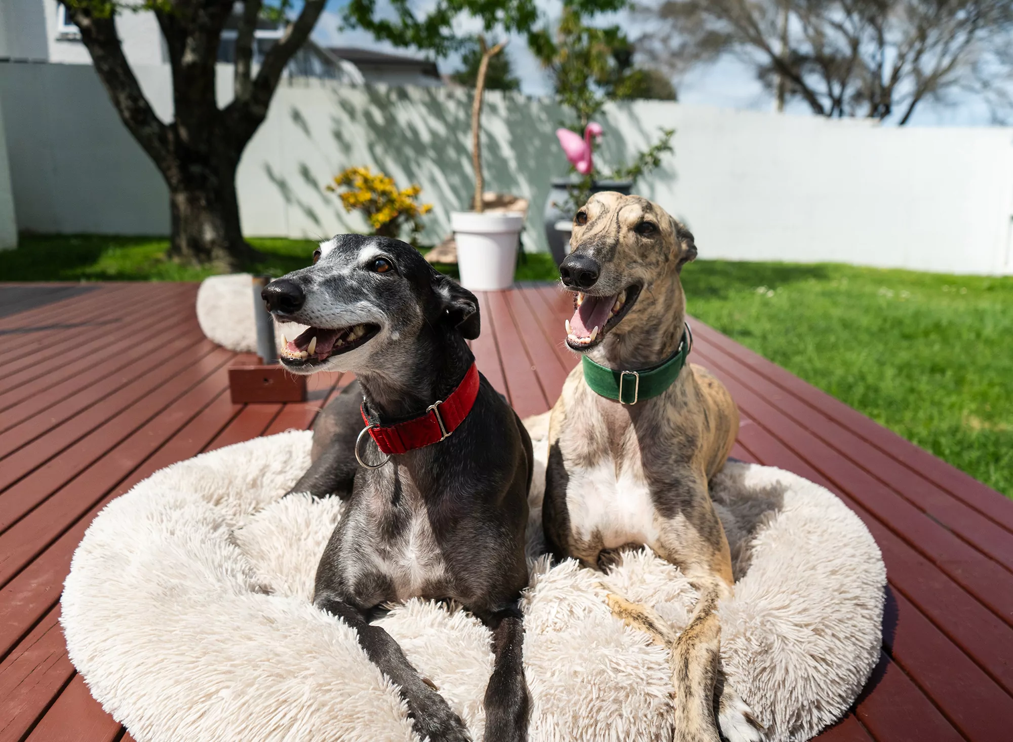 The fight is not over: Have Your Say to End Greyhound Racing in New Zealand