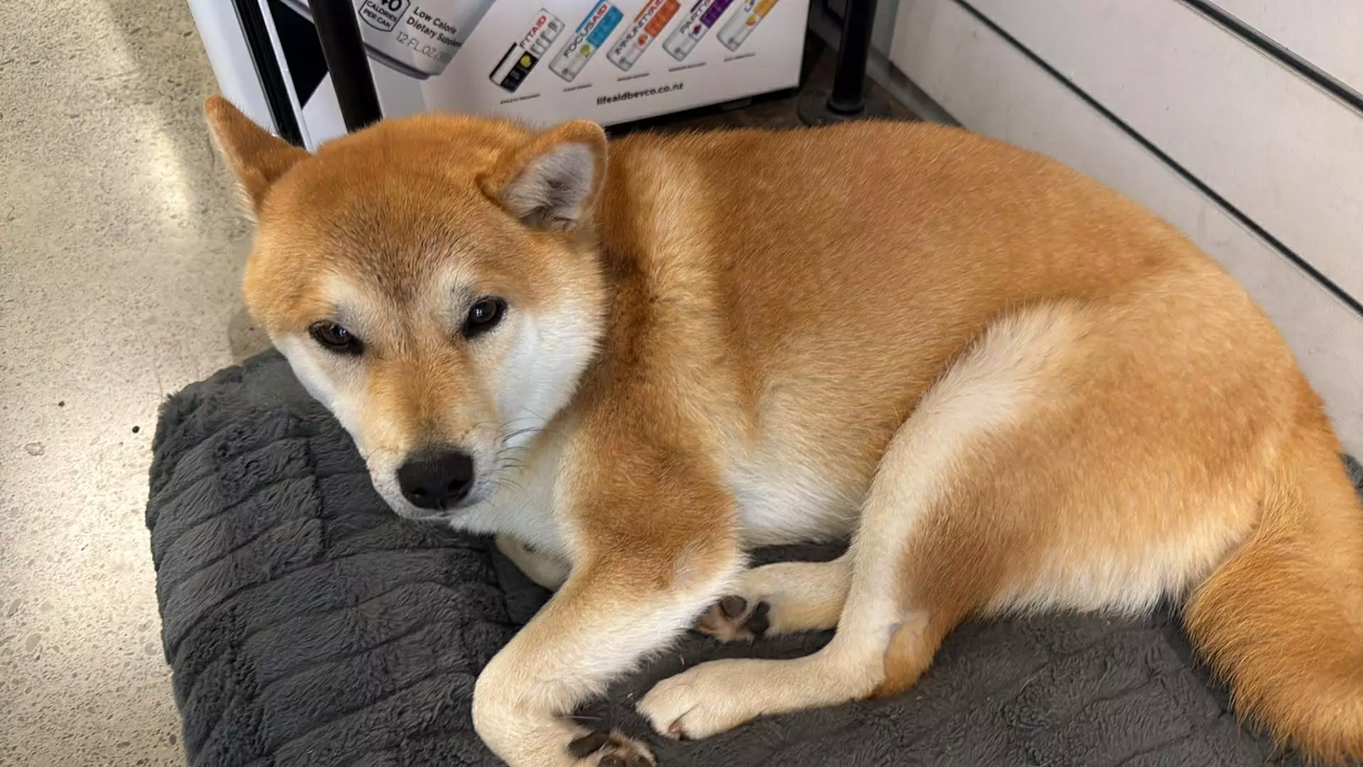 Family dog attacked in Avondale, owner fled scene without helping