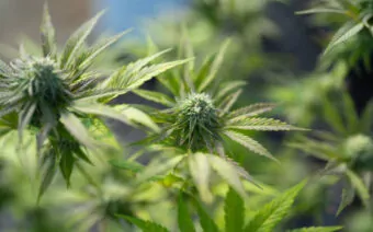 Government scraps hemp licences in major regulatory overhaul