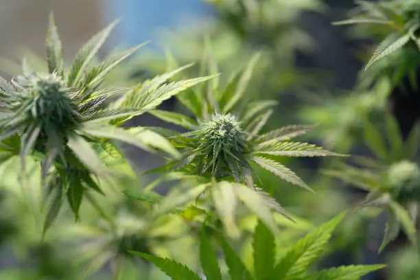 Government scraps hemp licences in major regulatory overhaul