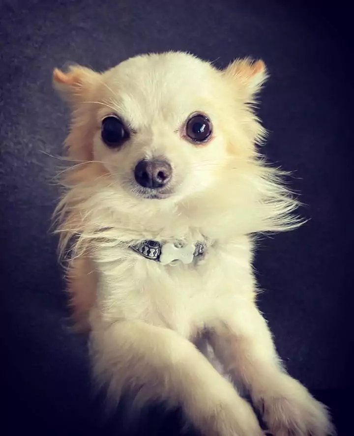 Olaf, who was mauled to death on Wednesday 