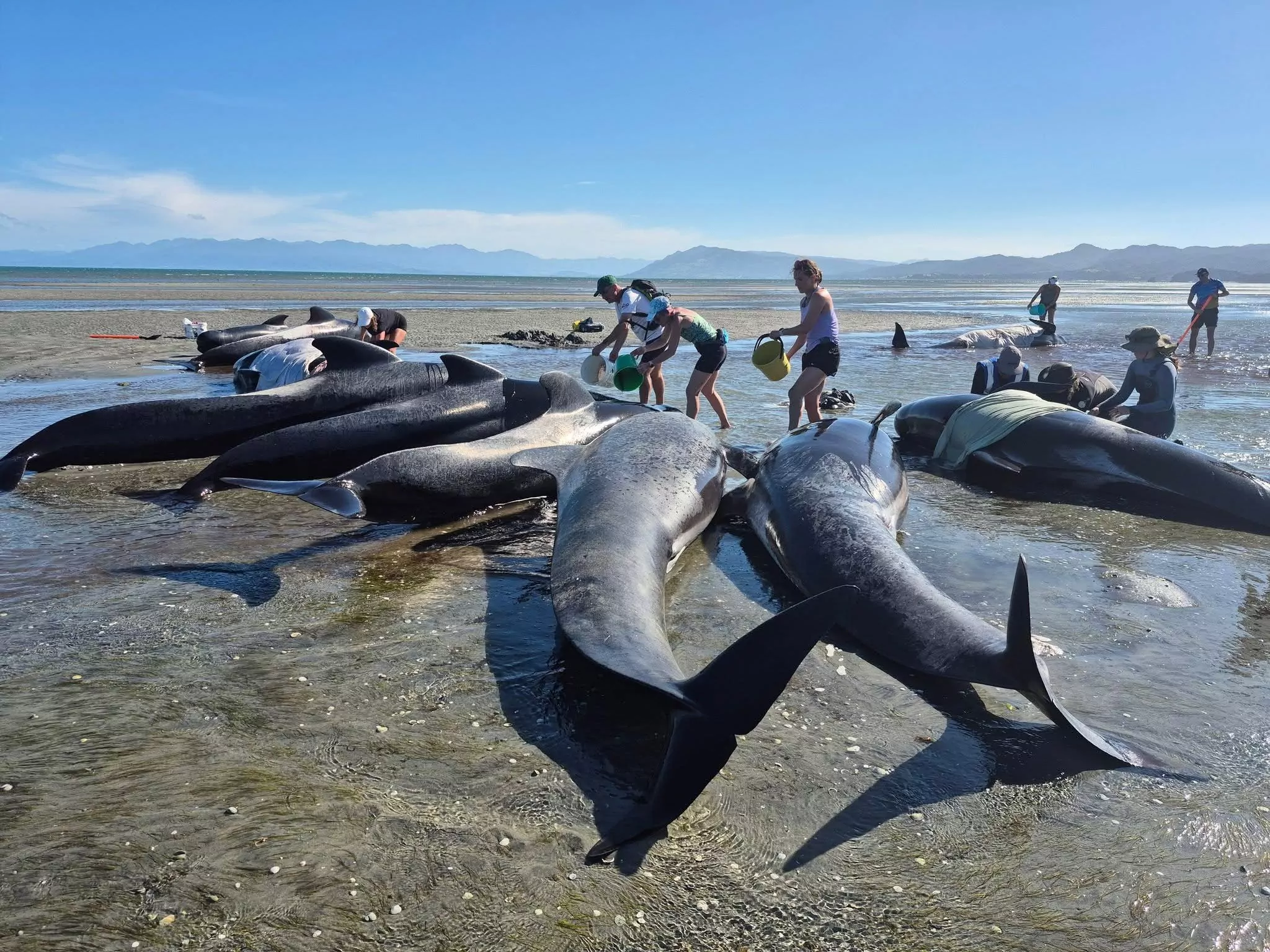 Whale stranding at Farewell Spit