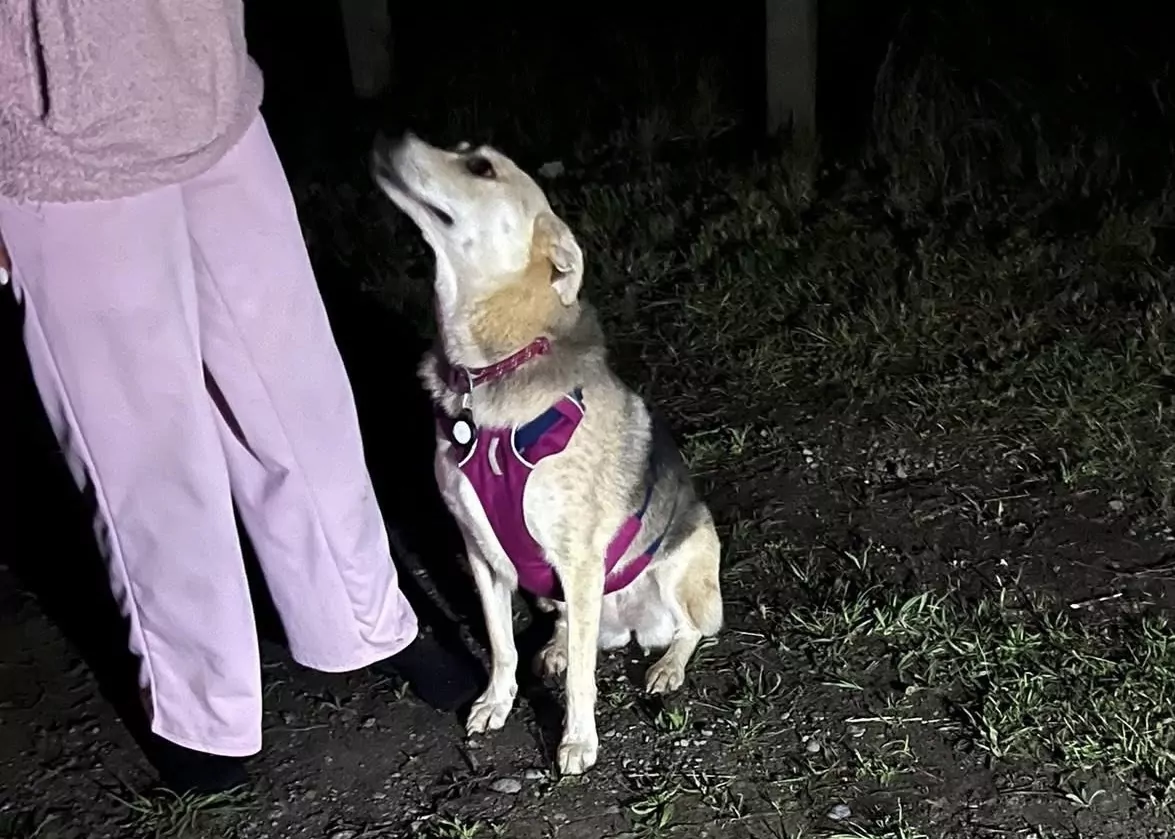 Dog reunited after night rescue on Waimakariri River