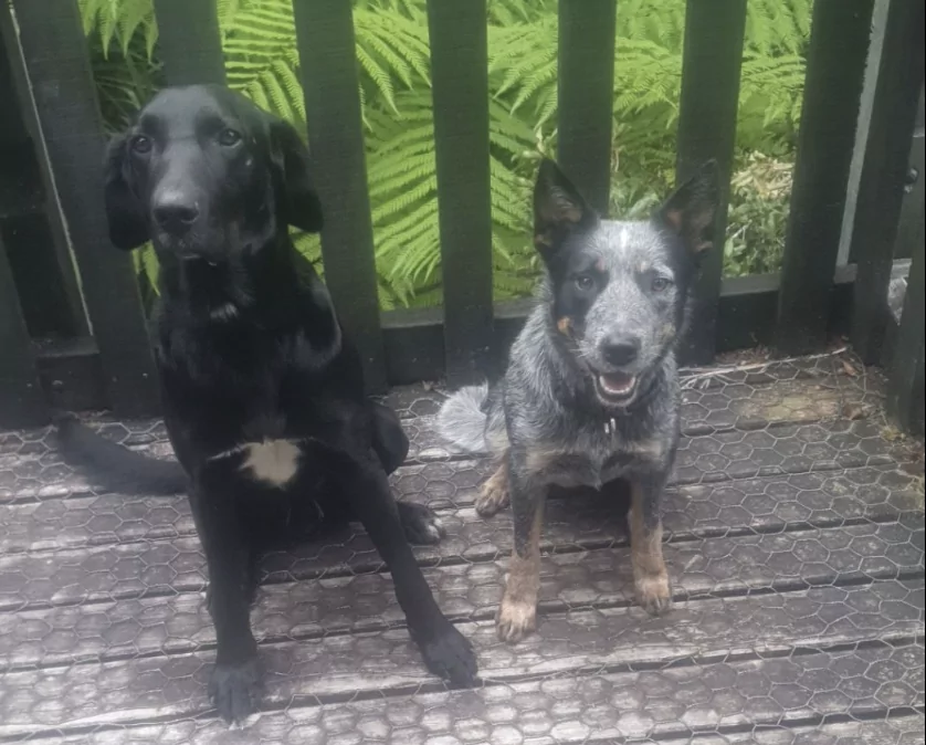“Beyond Relieved” Dogs found safe after ute theft, police locate vehicle and make arrest