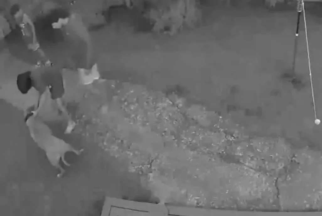 Christchurch dog attack followed by violent behaviour by youths caught on CCTV [distressing content | footage]