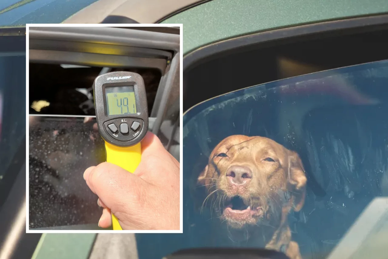 SPCA warns dog owners after repeated hot car rescues in Christchurch