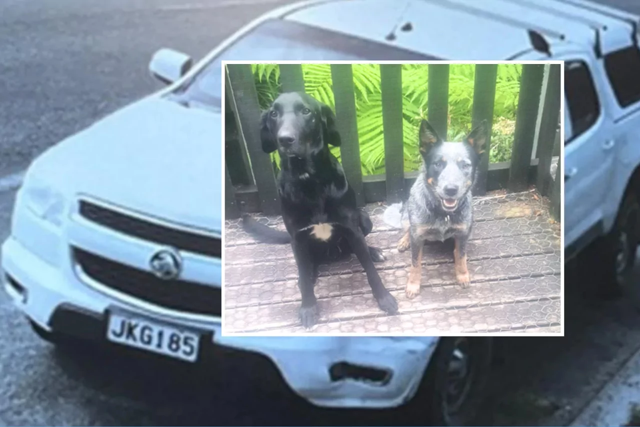 Dogs missing after ute stolen, police appeal for sightings