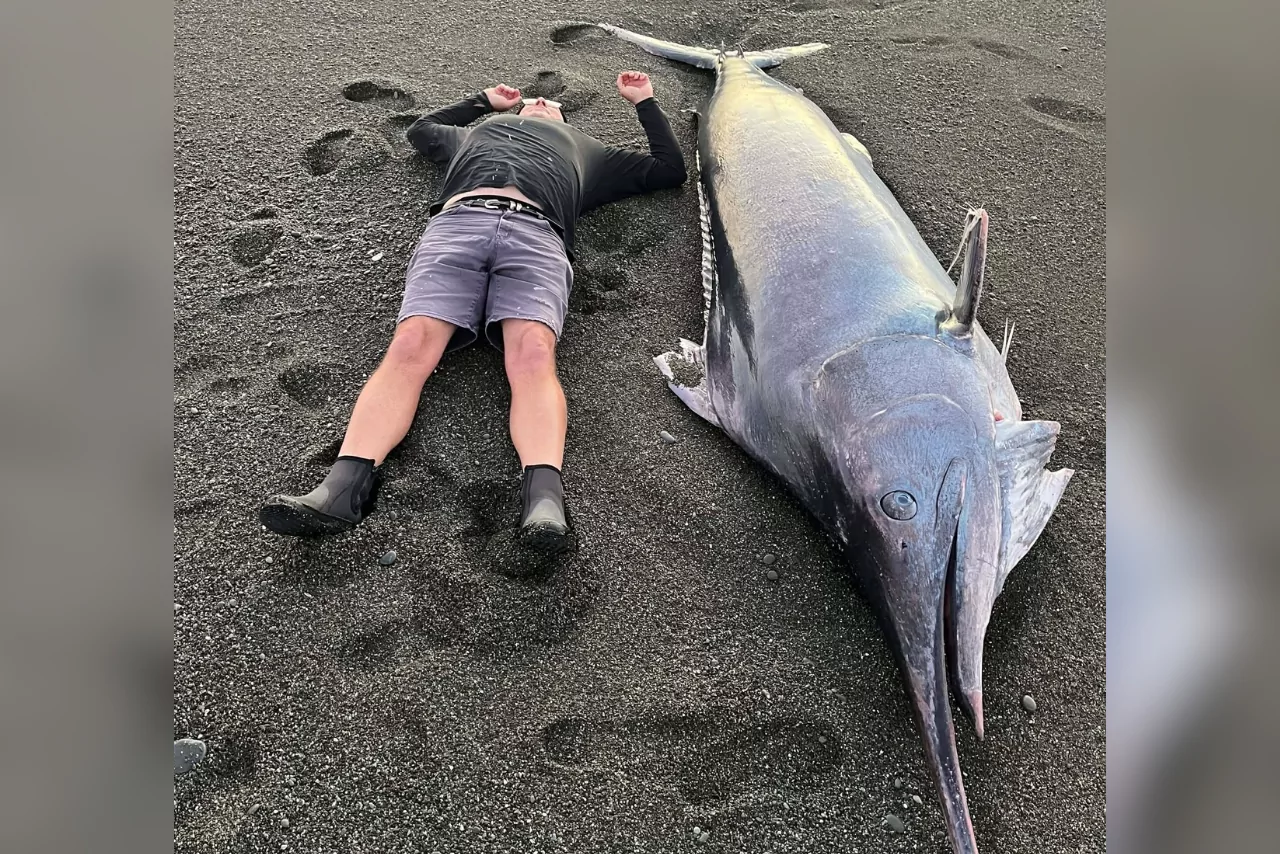Huge black marlin washes ashore near Birdlings Flat