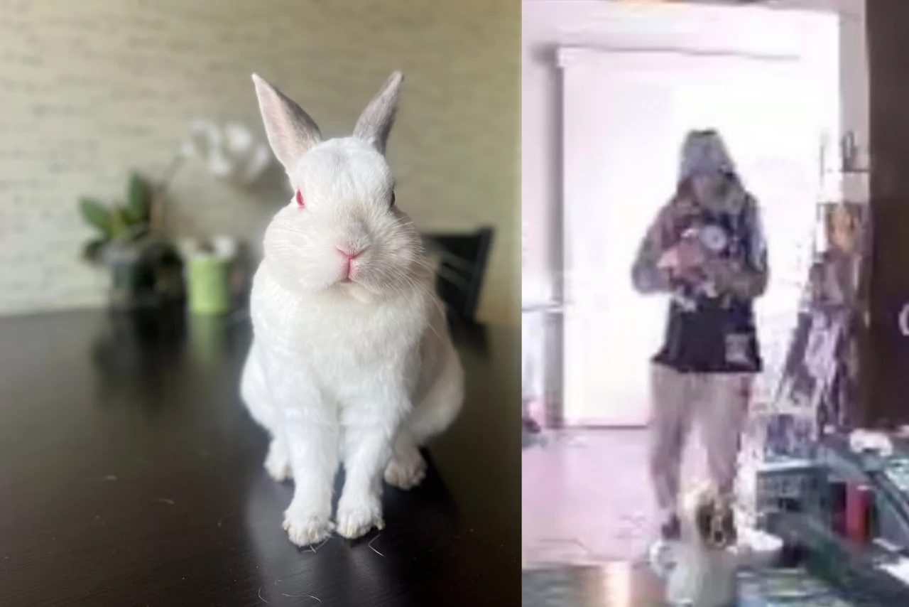 “We beg you, please do not hurt or abandon him” Heartbroken Christchurch cafe pleads for return of stolen rabbit