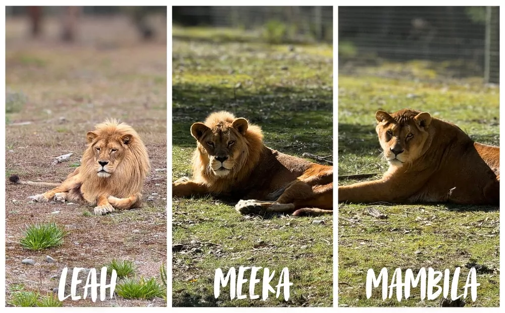Orana Wildlife Park mourns loss of three beloved lions