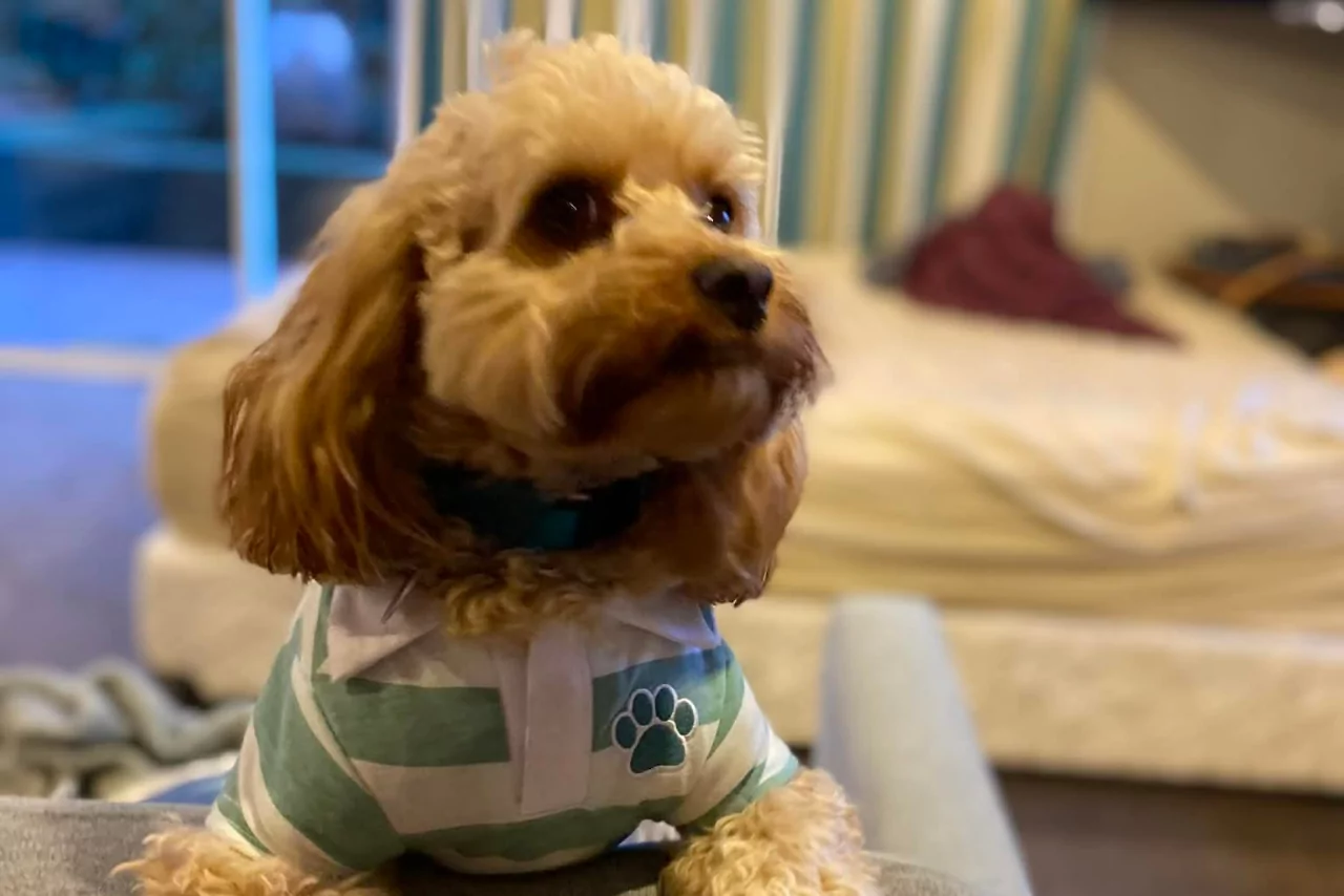 Milo (The injured dog before the attack)