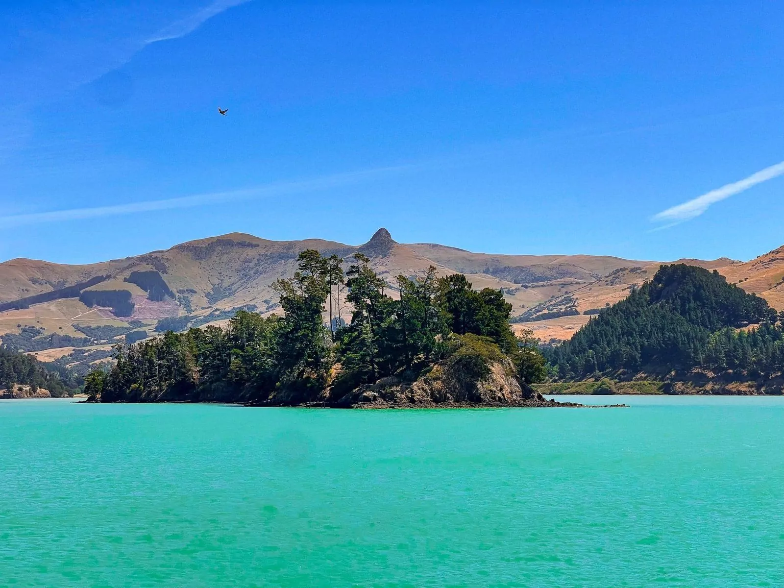 Health warning issued after toxic algal bloom detected