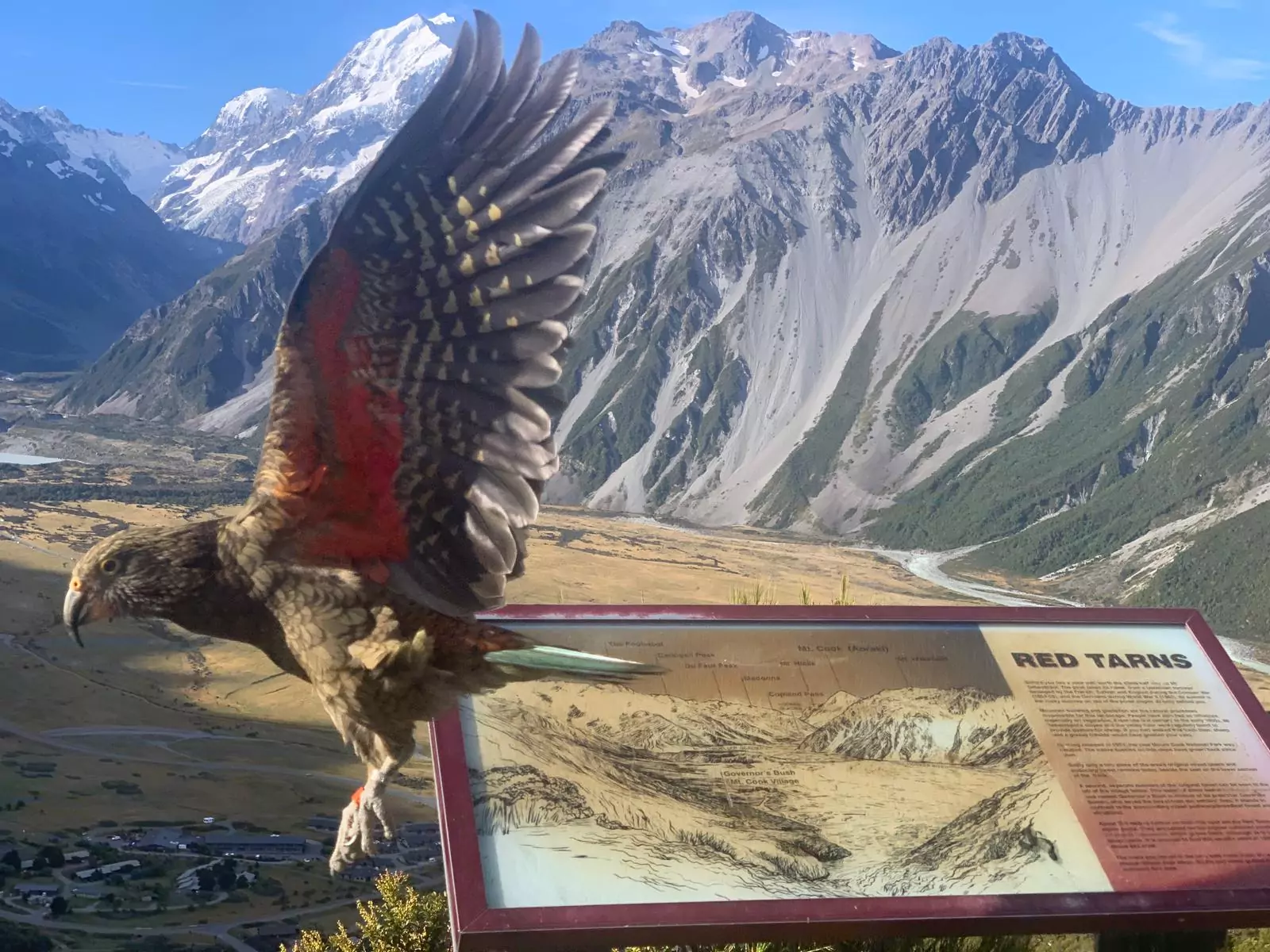 Record number of kea tagged in Mount Cook tracking study