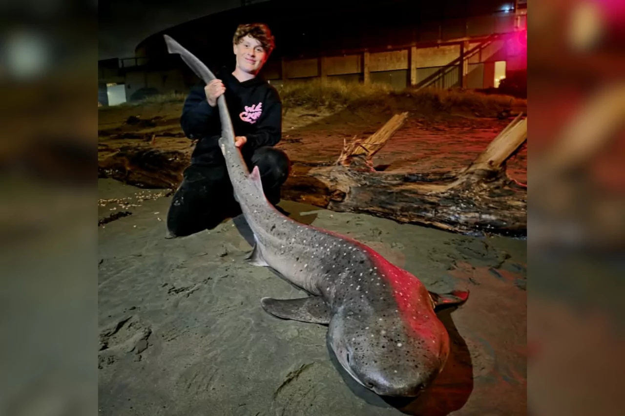 Teen lands shark off New Brighton Pier in dramatic early morning catch