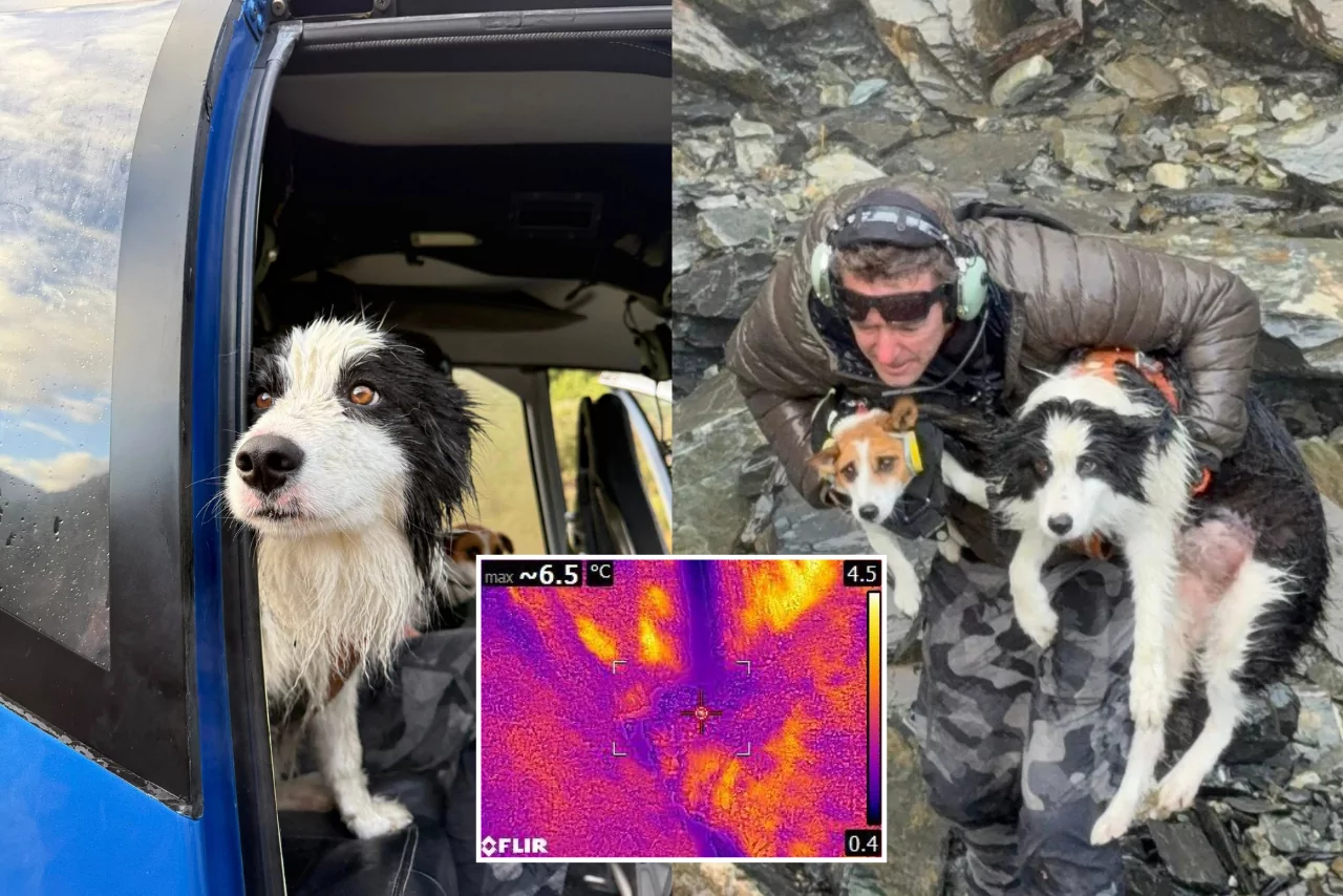 Christchurch based thermal imaging company helps locate dog missing for days
