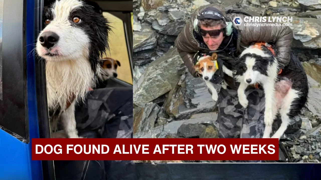 Dog found alive after days lost in remote West Coast wilderness
