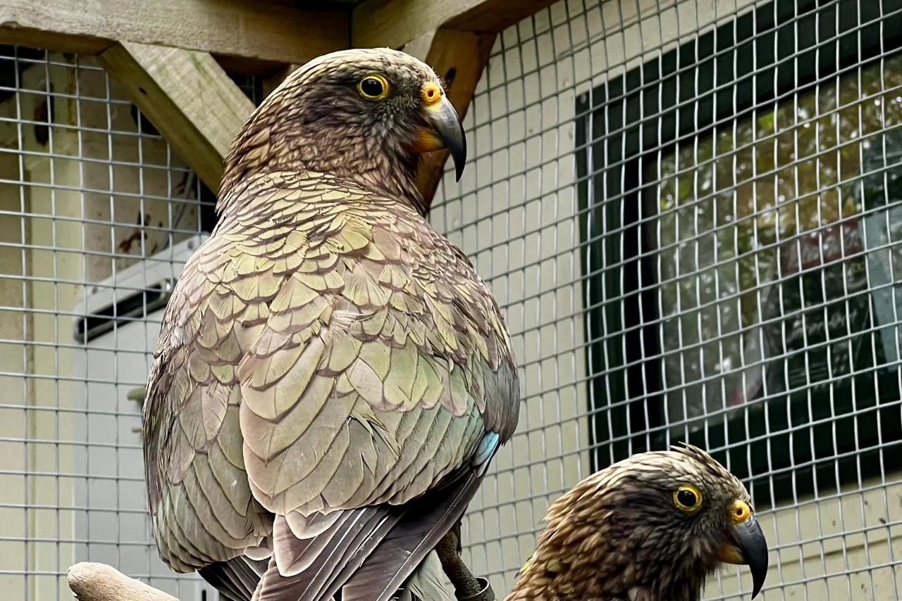Five kea hospitalised as community help sought