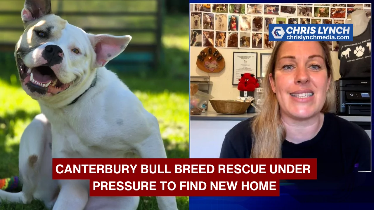 Canterbury Bull Breed Rescue urgently needs new home