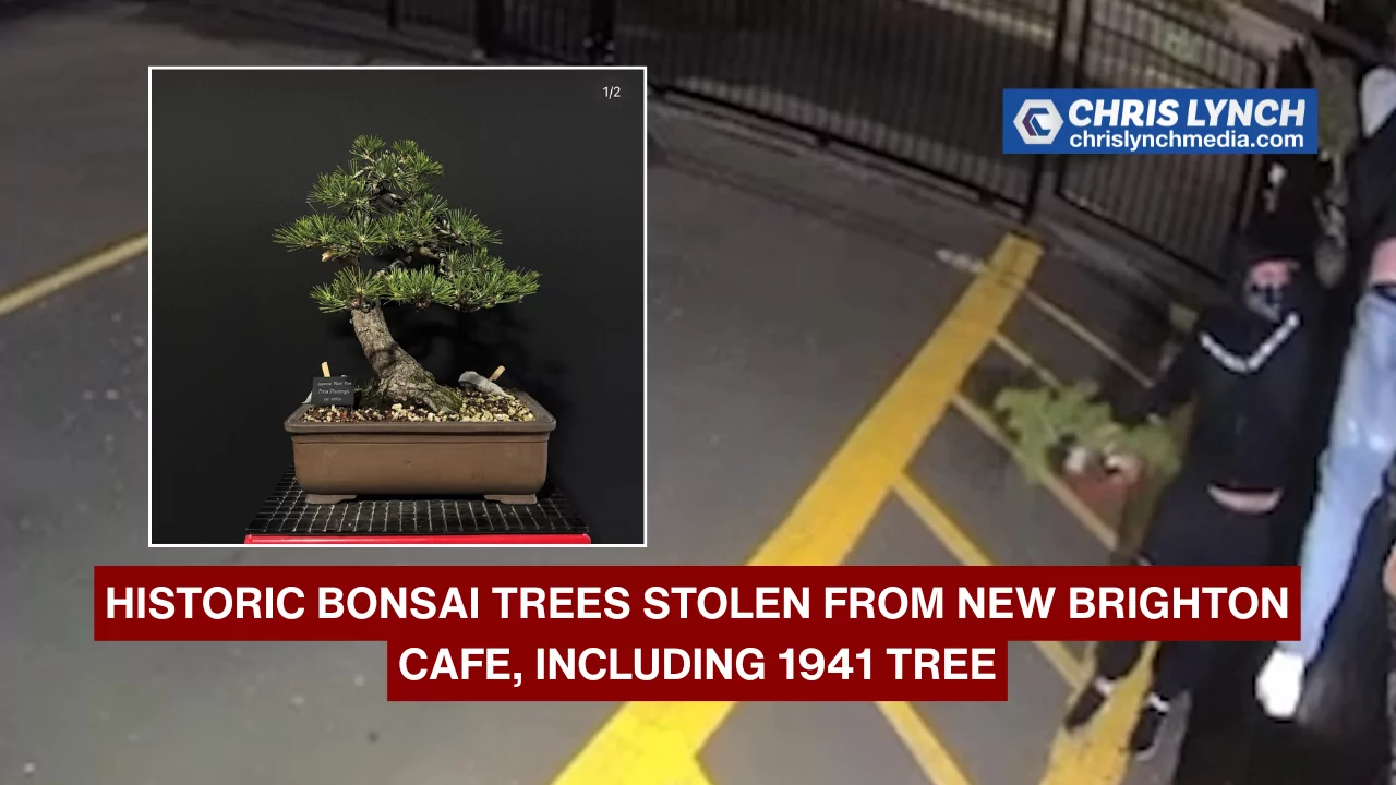 Rare bonsai trees stolen from New Brighton cafe, including historic 1941 tree