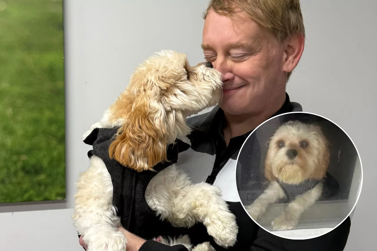 Dog caught up in family harm case thriving in SPCA care