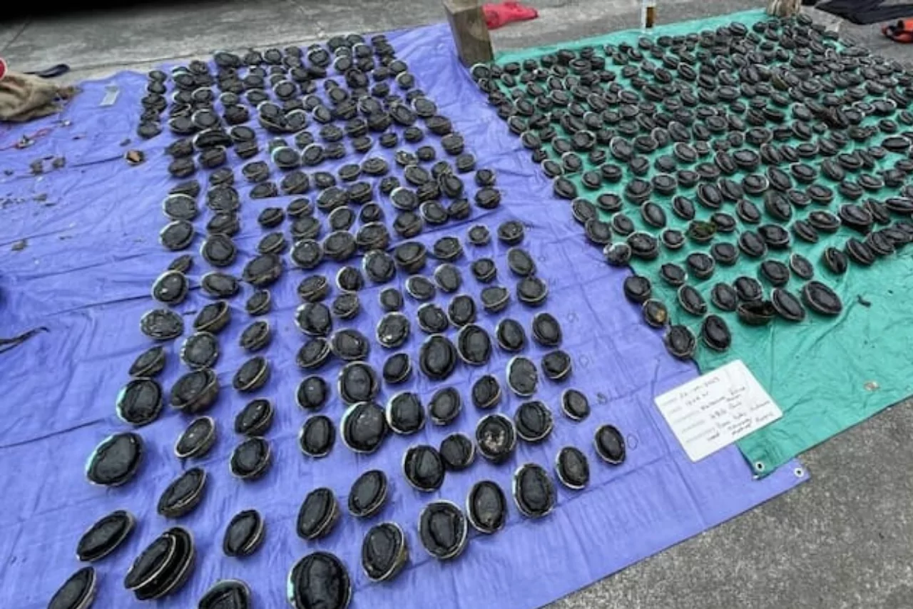 Christchurch man sentenced for illegal paua haul from marine reserve